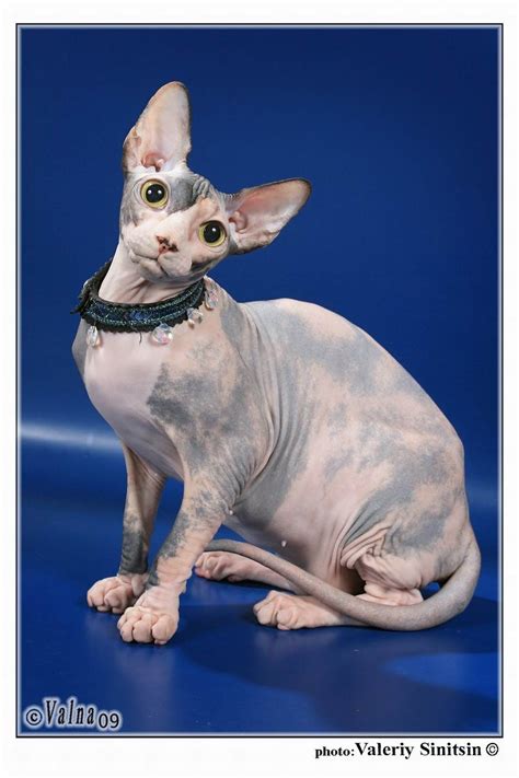 hairless sphynx cat hybrid cat hairless cat cats and kittens