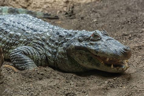crocodile animal facts crocodylus acutus az animals