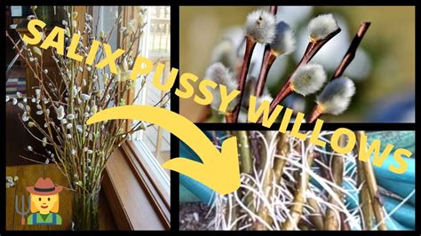 how to root rooting planting in pots salix pussy willow tree branches
