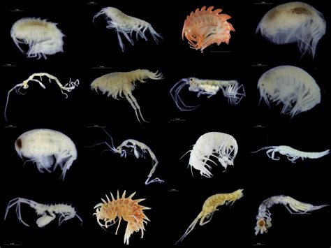 thursday amphipod norwegian marine amphipoda  invertebrate collections