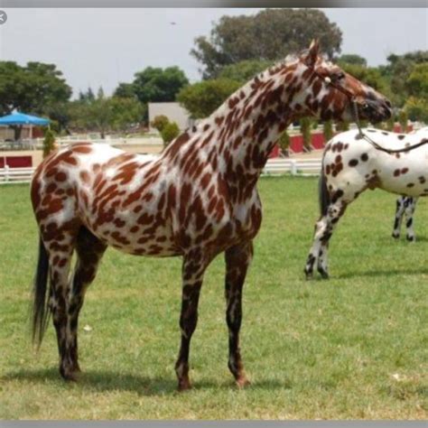 beautiful leopard appaloosa  beautiful horses horses rare horses