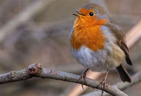 year   robin bird spot