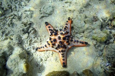 basic facts   starfishs biology  behavior