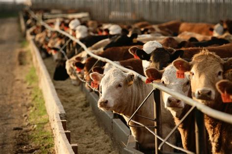 feeder cattle market digesting  variables canadian cattlemen