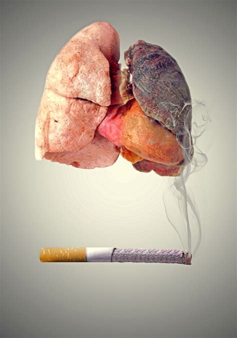 smokers lungs  normal healthy lungs