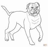 Bulldog Coloring Pages English Georgia sketch template