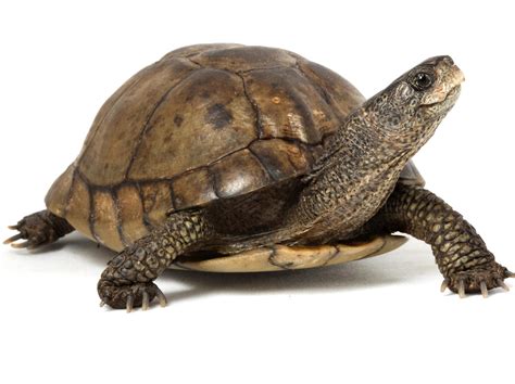 schildpad evolueert traaaaaaaaag de standaard