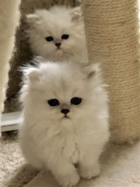 white teacup persian cat price pets lovers