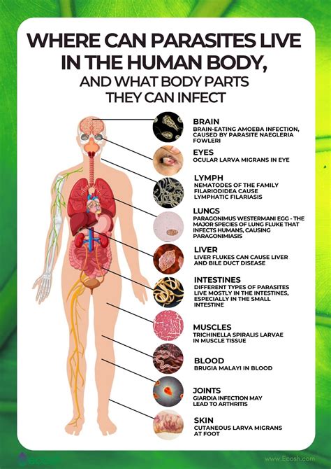 parasites  full list   common parasites