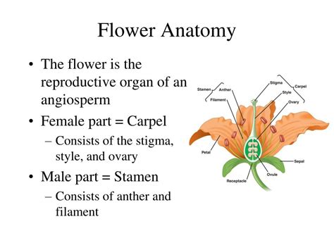 Ppt Plant Reproduction Powerpoint Presentation Free Download Id
