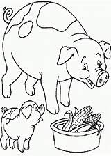 Cerditos Cerdos Dibujosparacolorear Comiendo sketch template
