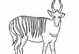 Bongo Coloring Antelope Pages Forest African sketch template