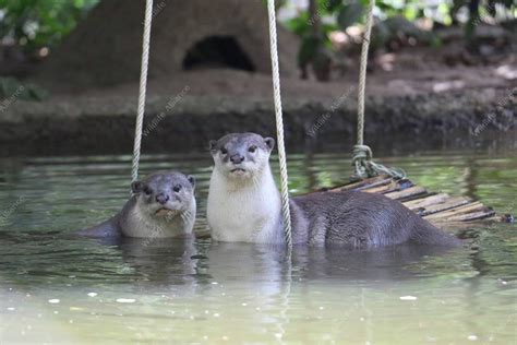 smooth coated otter family wildlife alliance