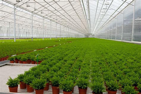 modern cannabis greenhouses  isnt  standard backyard