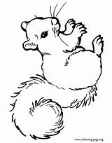 Squirrel Coloring Beautiful Colouring Printable Pages Squirrels Animal Cute Print Fall Drawings Choose Board Adult sketch template