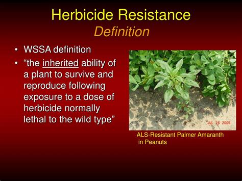 Ppt Herbicide Resistance Protecting The Ppo’s Powerpoint