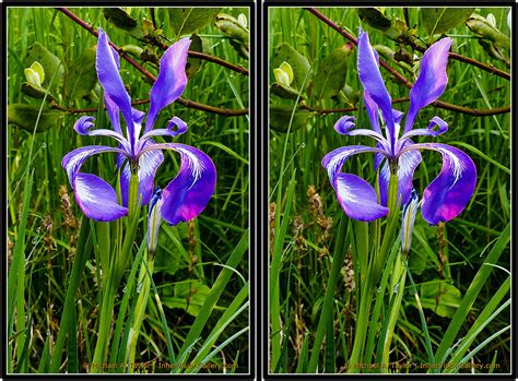 wild iris      photo  crossviewing  ima flickr