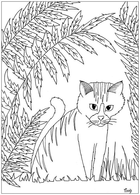 cute cat cats coloring pages  adults  color