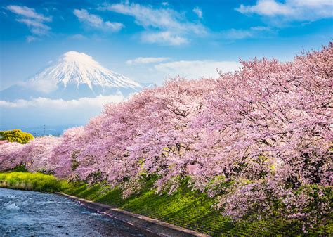 buy flight   japan  cherry blossom season