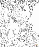 Coloring Seahorse Seepferdchen Ausmalen Seahorses Zeepaardje Meerjungfrau Kleurplaat Relation Ebooks sketch template