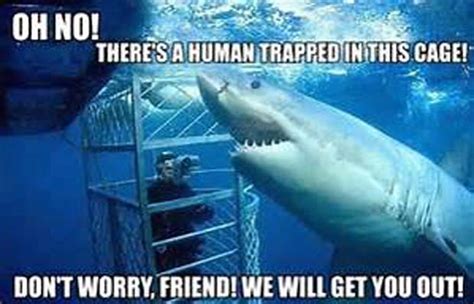 Shark Week 2017 Best Funny Memes