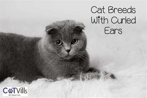 cats  curly ears  rare  captivating feline trait