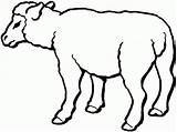 Sheep Mewarnai Hewan Ovejas Kolorowanki Domba Pecore Kurban Lucu Owce Realistic Druku Gregge Kartun Qurban Presepe Sapi Kolorowanka Pecora Kambing sketch template