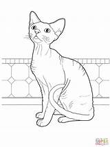 Coloring Cat Pages Rex Devon Cats Colouring Printable Hairless Adults Adult Print Animal Supercoloring Colorkid Books Rocks Cartoon Animals Drawing sketch template