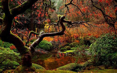 japanese garden   autumn hd desktop wallpaper widescreen high definition fullscreen