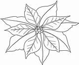 Poinsettia Nochebuena Pascua Coloringhome Pagefull Popular sketch template