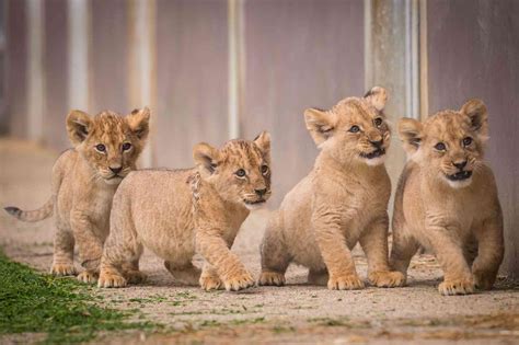 lockdown lion cubs  named woburn safari park