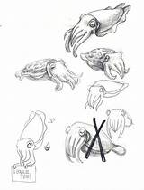Flamboyant Cuttlefish Sketchite sketch template