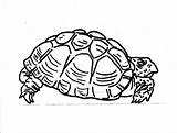 Tortoise sketch template