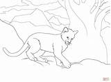 Cougar Coloring Cub Pages Drawing Easy Printable Lion Color Skip Main Getcolorings Getdrawings Categories sketch template