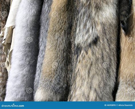 furs  skins stock image image  brown coyote coat