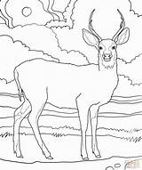 Coloring Deer Pages Tailed Print Printable Popular sketch template