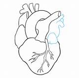 Heart Drawing Human Draw Simple Easy Drawings Step Anatomy Real Sketch Diagram Anatomical Line Pencil Tutorial Easydrawingguides Kids Lines Beginners sketch template
