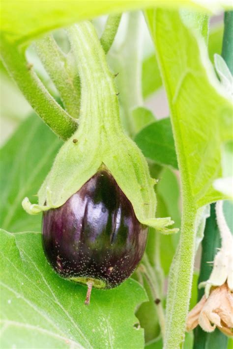 california gardening guide  growing eggplants tips  harvest