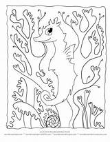 Seaweed Seepferdchen Ausmalbilder Seahorse Coloringhome sketch template