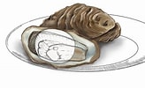 Afbeeldingsresultaten voor Japanse oester Anatomie. Grootte: 164 x 100. Bron: www.nrc.nl