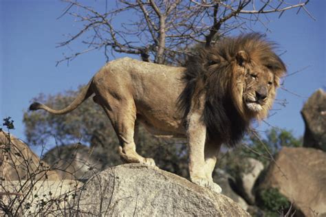 information   african lion
