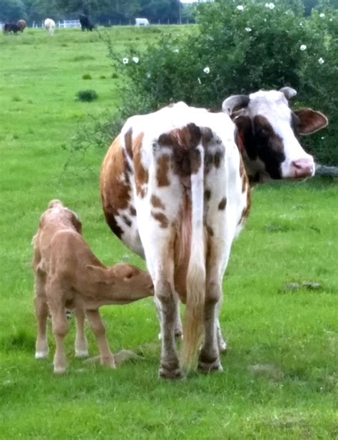 homesteader beef blog  long   calf   nursing