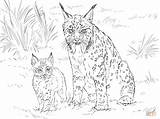 Coloring Bobcat Pages Lynx Baby Drawing Lince Para Colorear Iberian Animales Adult Iberico Mother Dibujos Furry Con Crias Supercoloring Imprimir sketch template
