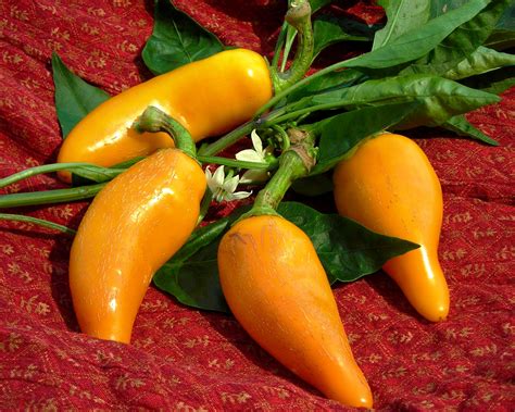 Orozco Carrot Chile Hot Pepper 0 3 G Southern