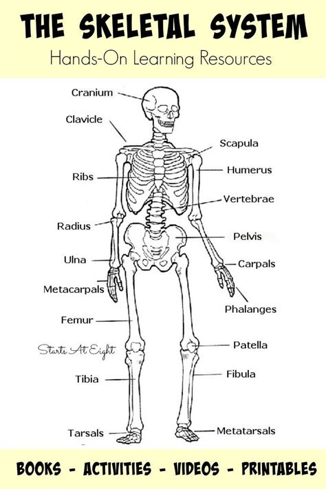 human anatomy bones worksheet pics jiyouimage