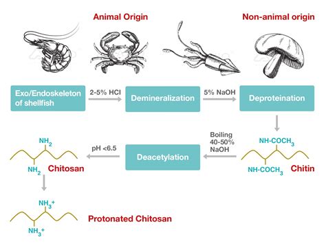 An Overview Properties And Biomedical Applications Of Chitosan