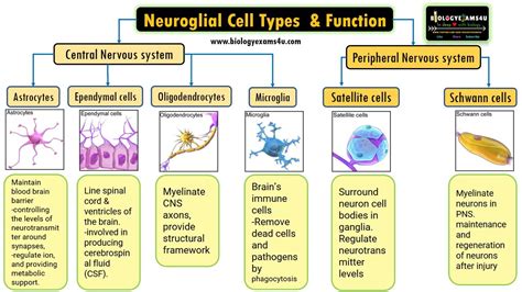 Neuroglial Cell Types By Location And Basic Function 6 Types Of Glial