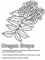 Oregon Grape Coloring Activities Hard Print Kidzone Ws Geography Usa sketch template