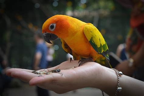 pet bird care      cockatiels  pets