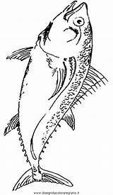 Pesce Pesci Fische Verschiedene sketch template
